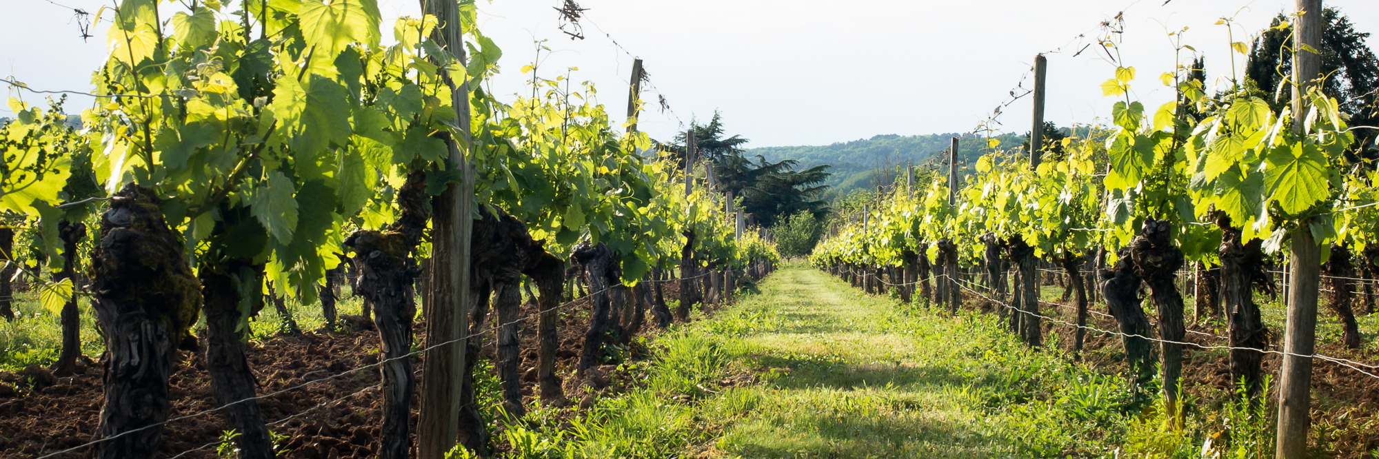 terroir-et-histoire